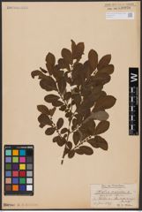 Foto von Salix aurita L.